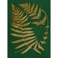 thumbnail image 2 of Vision Studio  25x32 Black Ornate Wood Framed with Double Matting Museum Art Print Titled - Gilded Ferns IV, 2 of 4