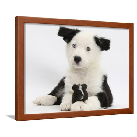 Border Collie Black And White - Black and White Border Collie Puppy and Guinea Pig Framed Print Wall Art By Mark Taylor