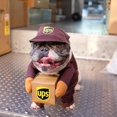 thumbnail image 3 of Pet Halloween UPS Courrier Costume, 3 of 6
