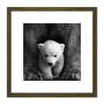 thumbnail image 1 of Bear Cub Black White Animal Photo 8X8 Inch Square Wooden Framed Wall Art Print Picture with Mount, 1 of 4