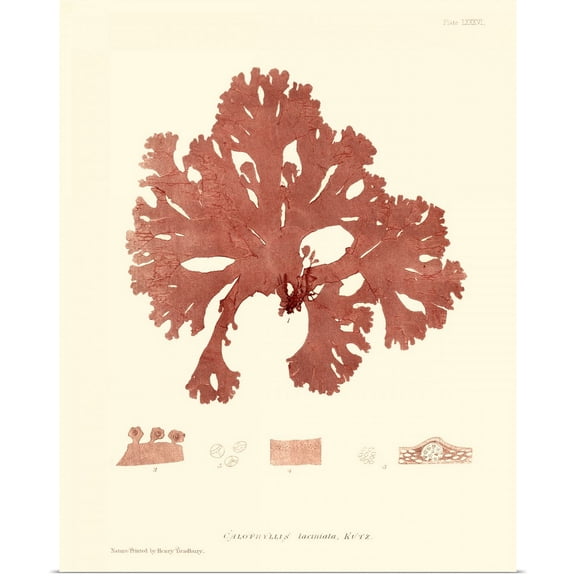 Great BIG Canvas | Rolled Vision Studio Poster Print entitled Nature Print in Coral I