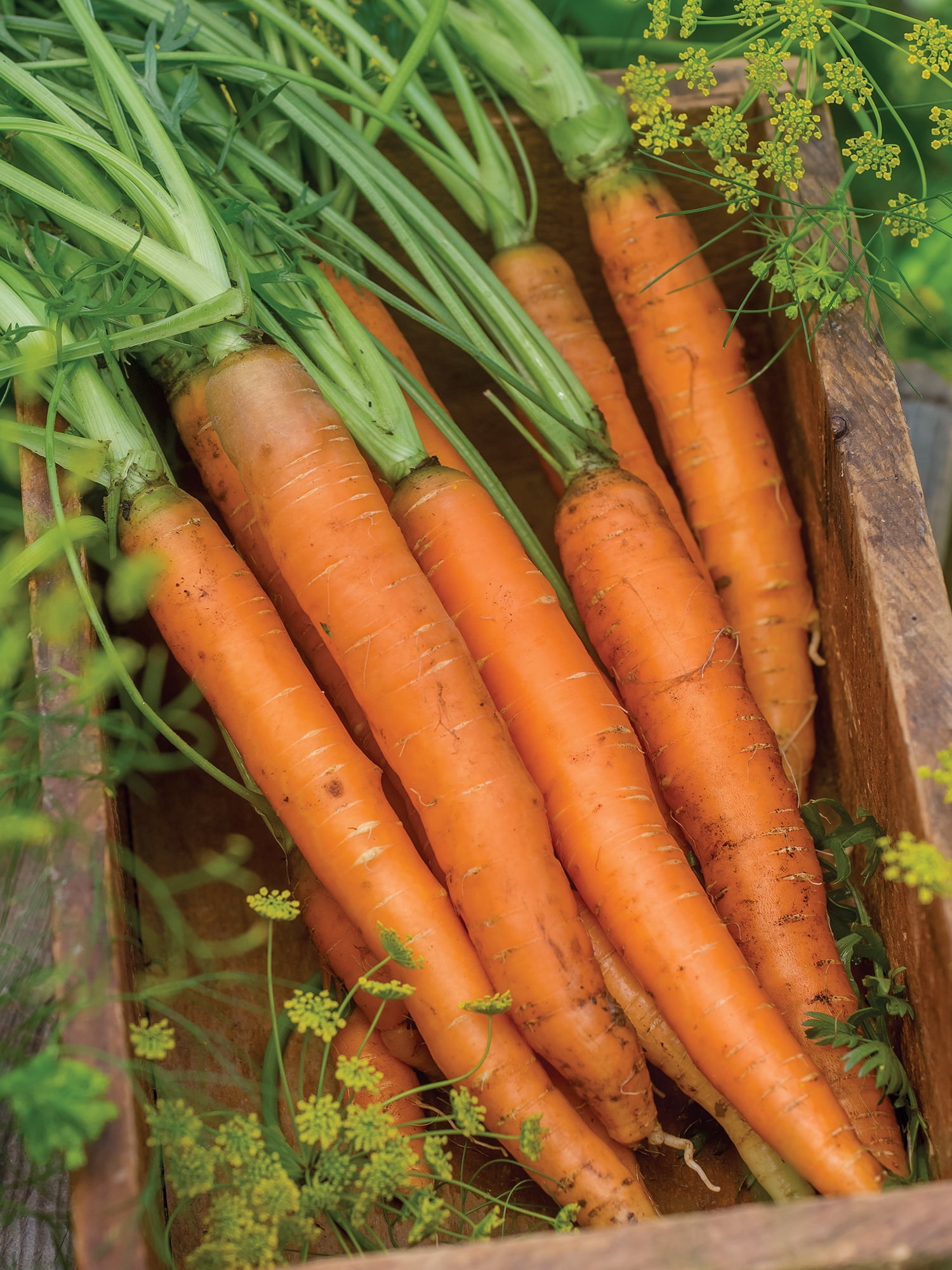 Burpee Nantes Half Long Carrot Seed, Heirloom Annual Vegetable, Full Sun