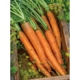 thumbnail image 2 of Burpee Nantes Half Long Carrot Seed, Heirloom Annual Vegetable, Full Sun, 2 of 5