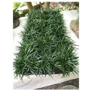 Dwarf Mondo Grass (Ophiopogon Japonicus '') 18 Count Flat, 3.5" Pots