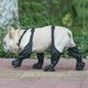 thumbnail image 3 of Pet Outdoor Waterproof Suspender Boots Universal Anti-Dropping Pet Paw Shoes for Small Medium Large Dog, 3 of 5