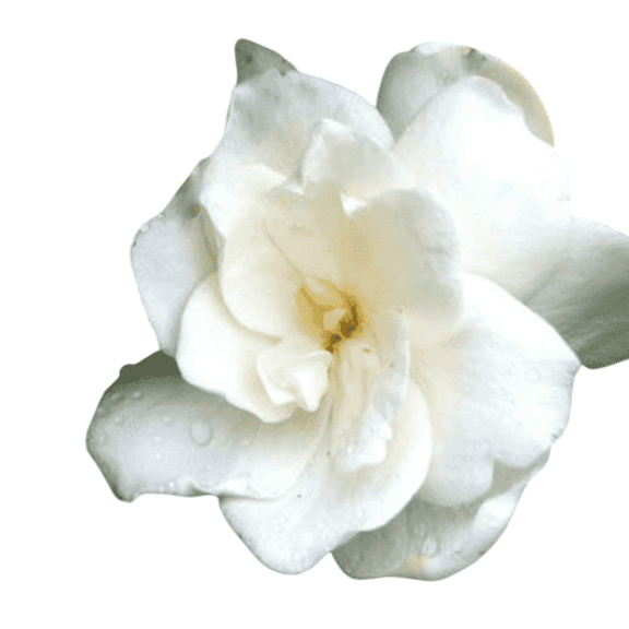 August Beauty Gardenia – Evergreen Shrub with Fragrant White Blooms for Gardens and Landscapes
