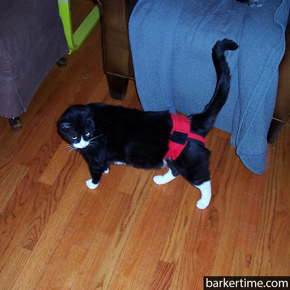 Barkertime Cherry Red Washable Cat Diaper Pull-up - Made in USA