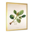 thumbnail image 2 of Designart 'Ancient London Plants I' Farmhouse Framed Art Print, 2 of 4