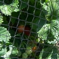 thumbnail image 3 of BN205 19mm Anti Bird Fruit Crop Protection Netting - 2m x 5m, 3 of 4