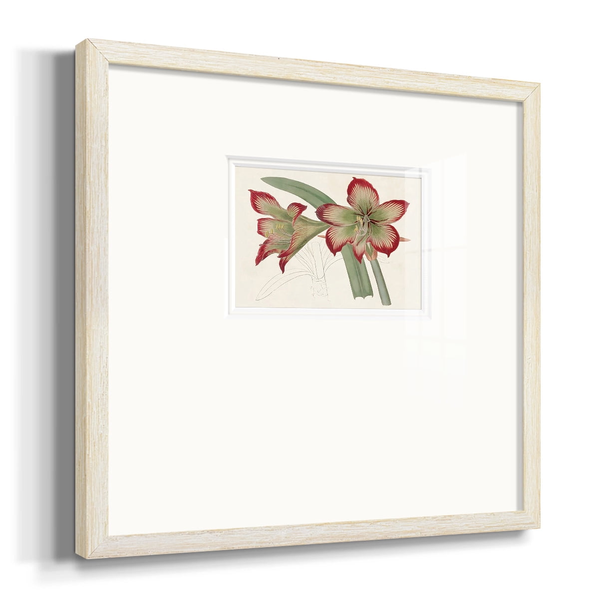 Amaryllis Varietals IVPremium Framed Print