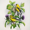 thumbnail image 2 of Harris, James 12x12 Black Ornate Wood Framed with Double Matting Museum Art Print Titled - Amber Goldfinch, 2 of 4