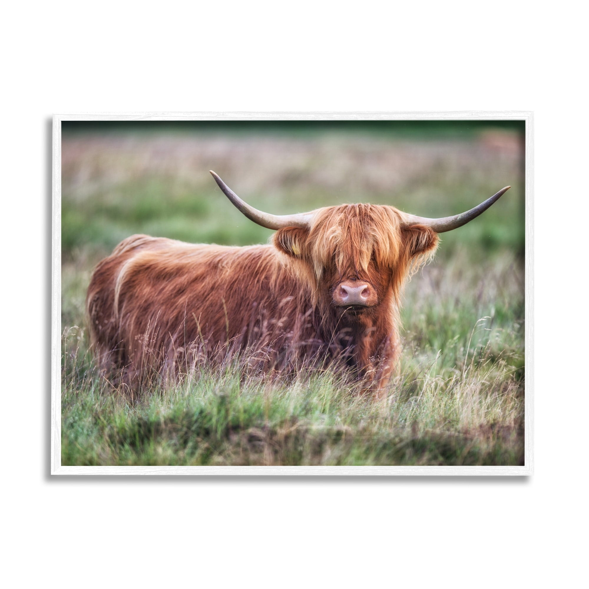 Stupell Industries Highland Longhorn Cattle Grazing Rural Countryside Grassland Photograph White Framed Art Print Wall Art, Design by James Dobson