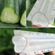 thumbnail image 3 of 4pcs Cucumber Mould Transparent Vegetable Fruit Planting Mould Growth Observation, 3 of 5