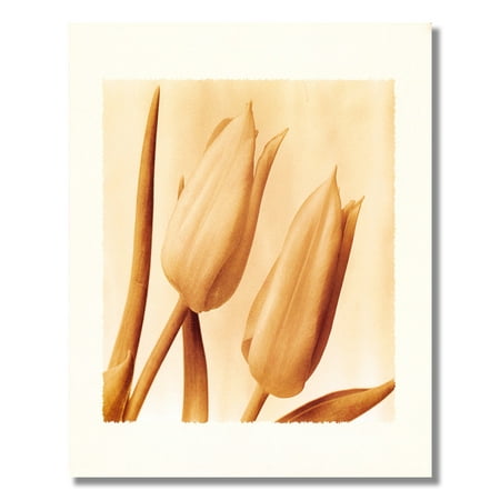 - Tulips Flower B/W Photo Wall Picture Art Print