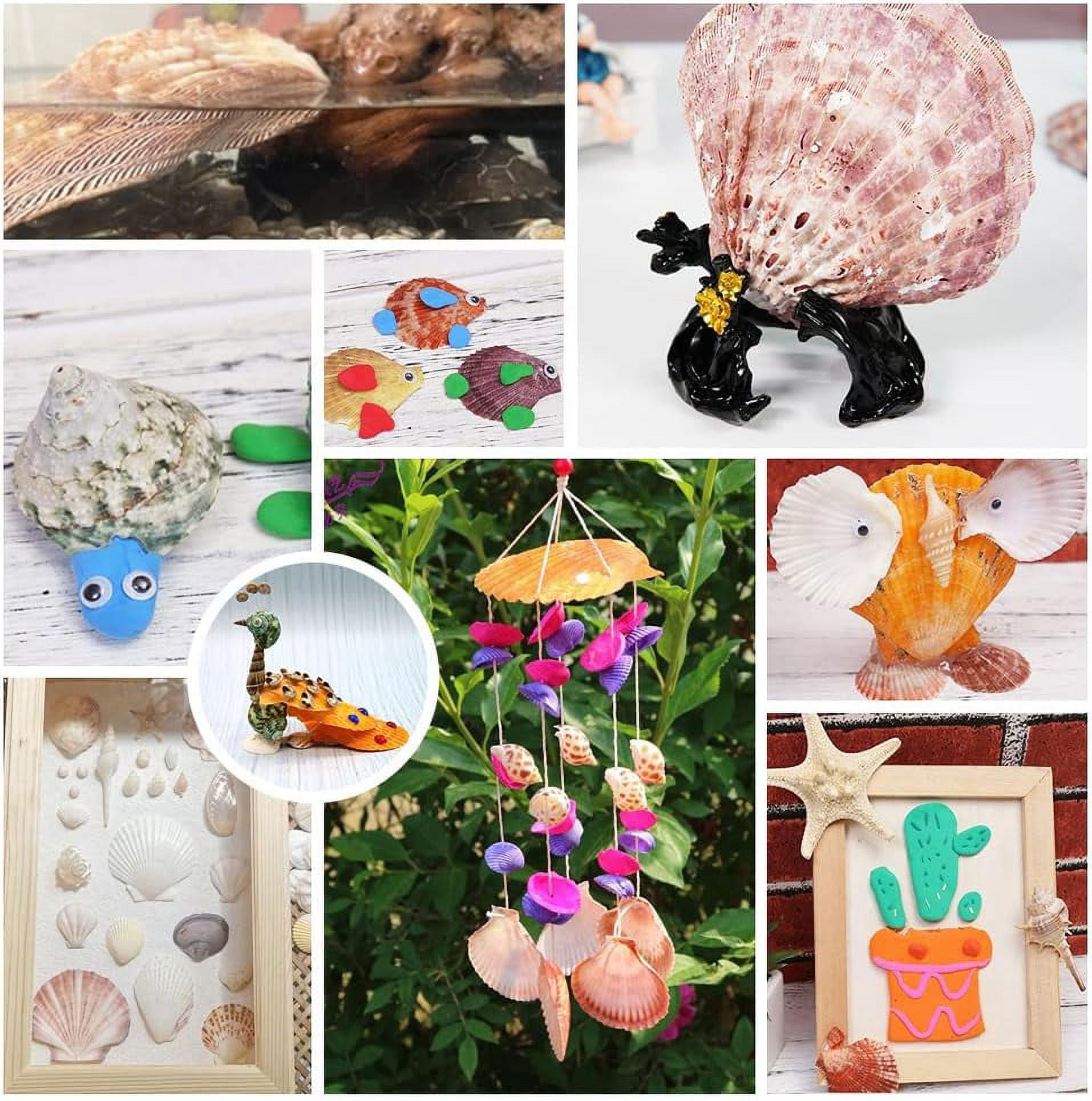 2pcs Large Scallop Shells Lions Paw Scallop Seashells 5.2-5.4 Natural Shell Beads Undrilled Baking Shells Natural