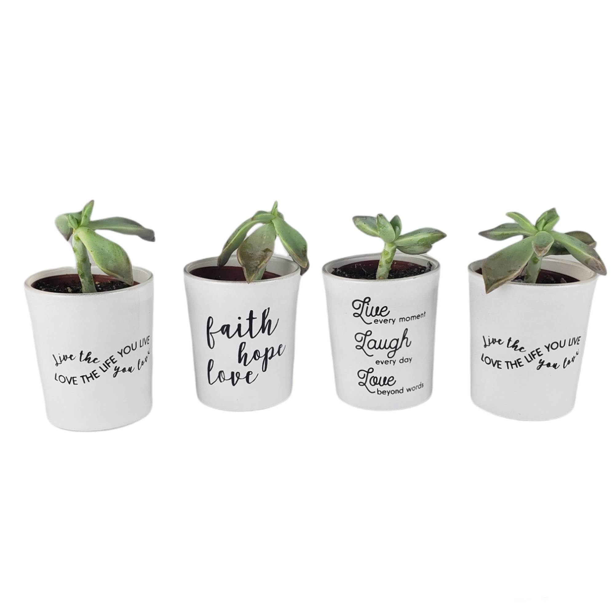 Set of 3 White Ceramic Planter Pots Live-Love-Laugh Pots Only 