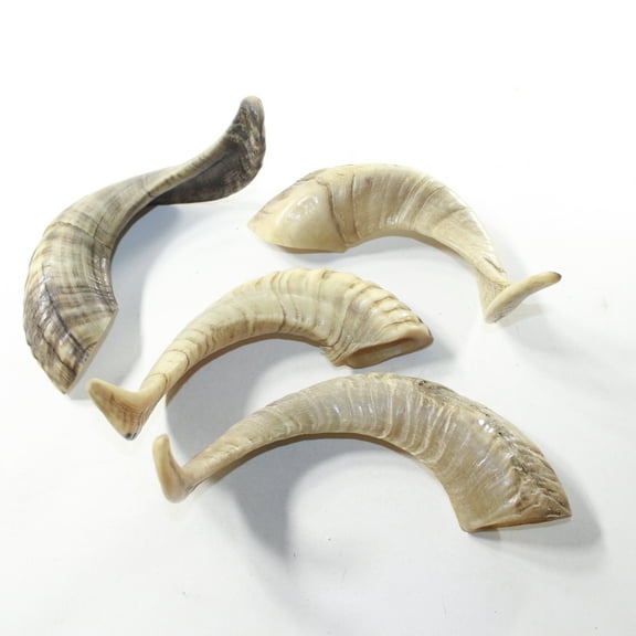4 Sheep Horns  #2839 Natural Colored Polished Ram Horns