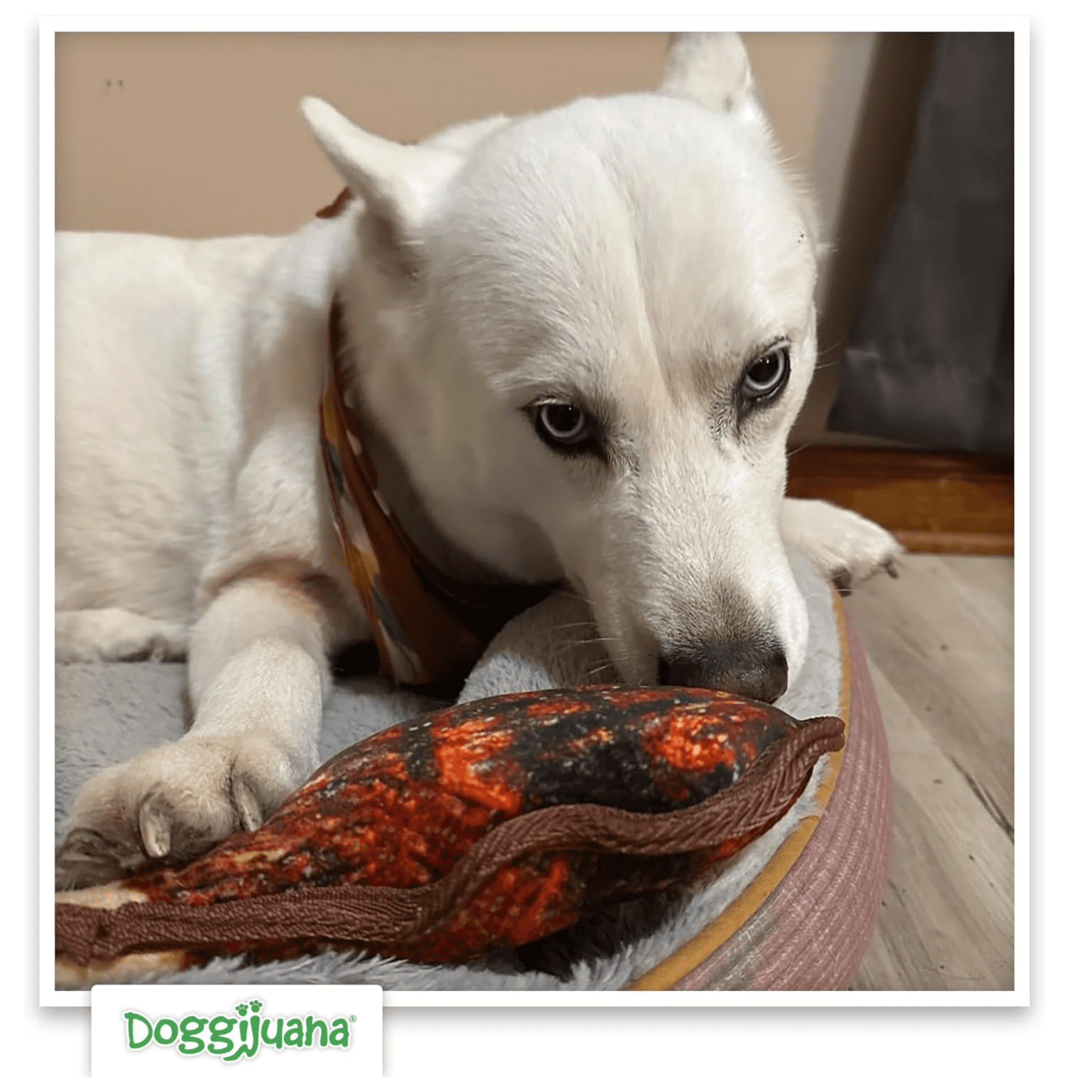 Doggijuana Tuffer Chewer Plush Dog Toy with Juananip Catnip, Squeaky Refillable Toy, Tomahawk Steak