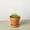 4_SUCC_STRING.OF.DOLPHINS_PP.TERRA.STD, variant on String of Dolphins - Live Air-Purifying Indoor Plant in Nursery Pot – Easy Care, Low Maintenance Houseplant for Home & Office Decor, Natural Air Cleaner, Best for Beginners (4"Pot, TerraCottaStandard)