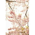 thumbnail image 2 of Millet, Karyn 23x32 White Modern Wood Framed Museum Art Print Titled - In Bloom XXI, 2 of 4