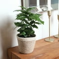 Wild Interiors 1215" Coffee Live Plant in 5" Cream Jute Pot, House