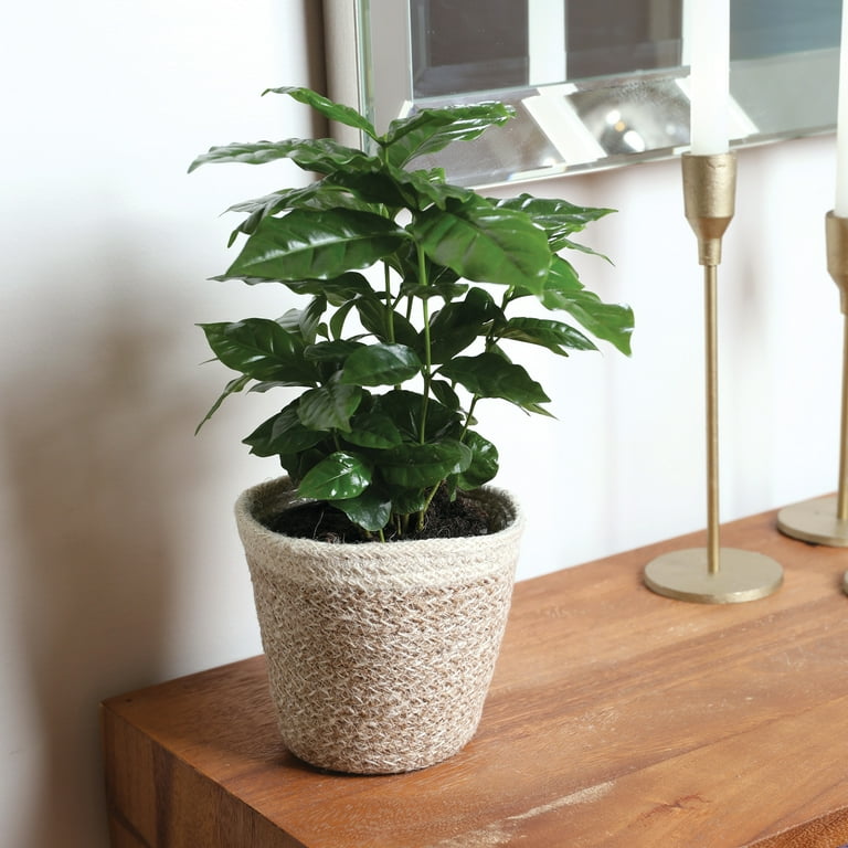 Wild Interiors 12-15 inch Coffee Live Plant in 5 inch Cream Jute Pot, House Plant, Size: 1 qt