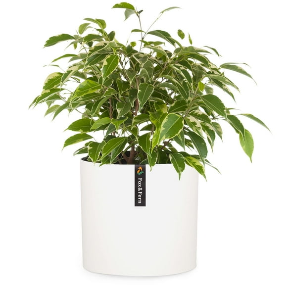 Fox & Fern Large 12 Inch Plant Pot - Premium Polystone White Planter with Drainage Plug; Large Indoor Plant Pot & Outdoor Planter; 12 Inch Pot for Plants Indoor & Outdoor; Floor Planter