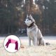 thumbnail image 1 of Greenadscape 1Ud Ropa Para Perros De Morada Con Casual Y Cómodo Para Mascotas, 1 of 7