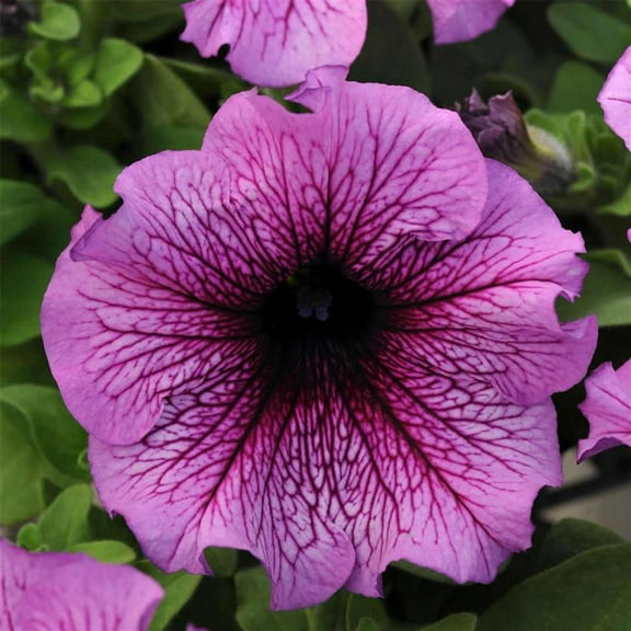 Daddy Series Petunia Sugar Seed ~25 Seeds– Pelleted – Petunia x hybrida – Non-GMO, Annual Flower – 3–4" Veined Blooms in Blue, Pink, Orchid, Red, More – Compact 12–15" Plants for Garden