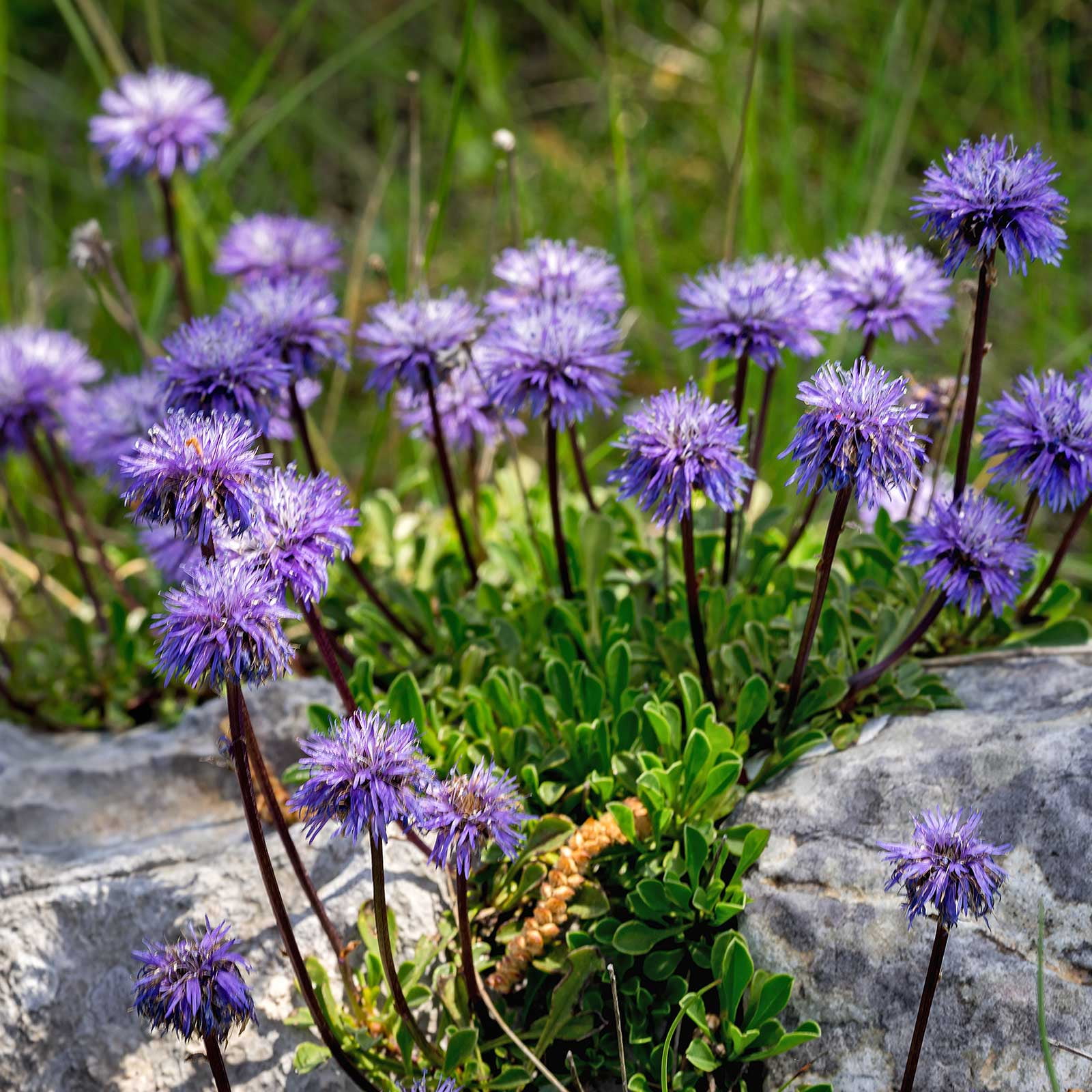 Scabiosa Flower Seeds Blue Note Variety 100 Seeds