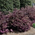 thumbnail image 5 of Loropetalum Ruby  1 Extra Large 3 Gallon Plant  Loropetalum Chinense 'Ruby'  Vibrant Garden Addition  Easy-Grow Foliage, 5 of 8