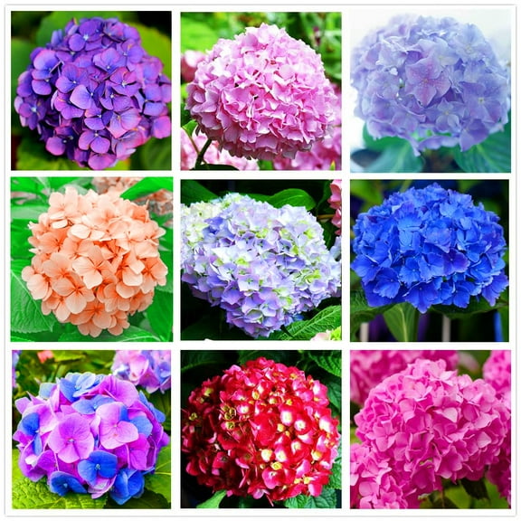 Hydrangea Mix 10  Seeds Flowers Easy to Grow Planting for Outdoor Indoor