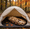 🔥 C_Hot#6, variant on Plush Cat Envelope Sleeping Bag – Adult Soft Sleeping Bag for Camping, Sleepovers & Home Lounging, Washable Warm Blanket 69x31 IN,D