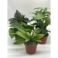 thumbnail image 6 of Premium Indoor Foliage Assortment, 5 Different Leafy House Plants in 4 inch pots, 6 of 9