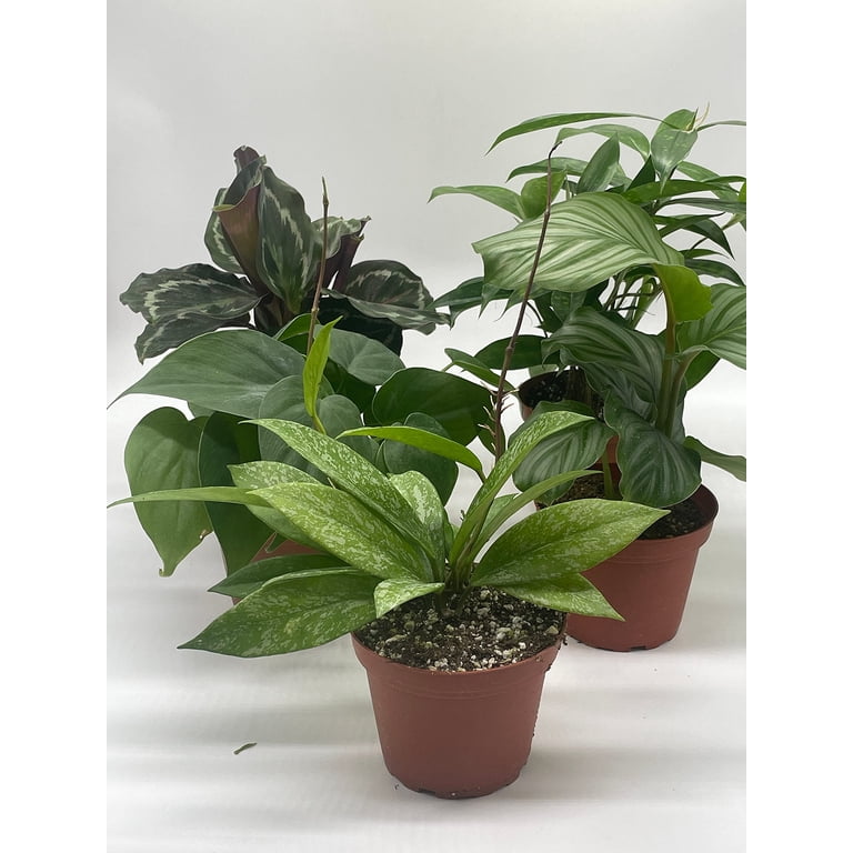 atabapoense philodendron price Philodendron atabapoense variegata albo (Leaf Cutting)