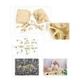 thumbnail image 2 of Fossil Kit de Fouille Réaliste Triceratops Jouet de Fouille de Dinosaures Kit de Fouille de Dinosaures, 2 of 10