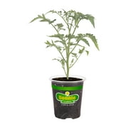 Bonnie Plants Sun Sugar Yellow Cherry Tomato Live Plants