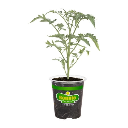 Bonnie Plants Red Black Cherry Tomato 19.3 oz.