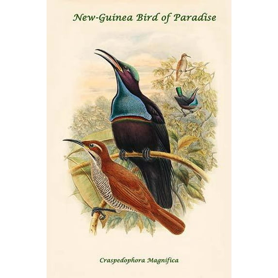 Craspedophora Magnifica - New-Guinea Bird of Paradise-Fine Art Canvas Print (20" x 30")