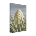 thumbnail image 2 of Alan Majchrowicz 'Joshua Tree' Canvas Art, 2 of 3
