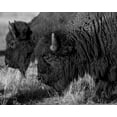 thumbnail image 2 of The Yellowstone Collection 32x26 Gold Ornate Wood Framed with Double Matting Museum Art Print Titled - Bison, 2 of 4