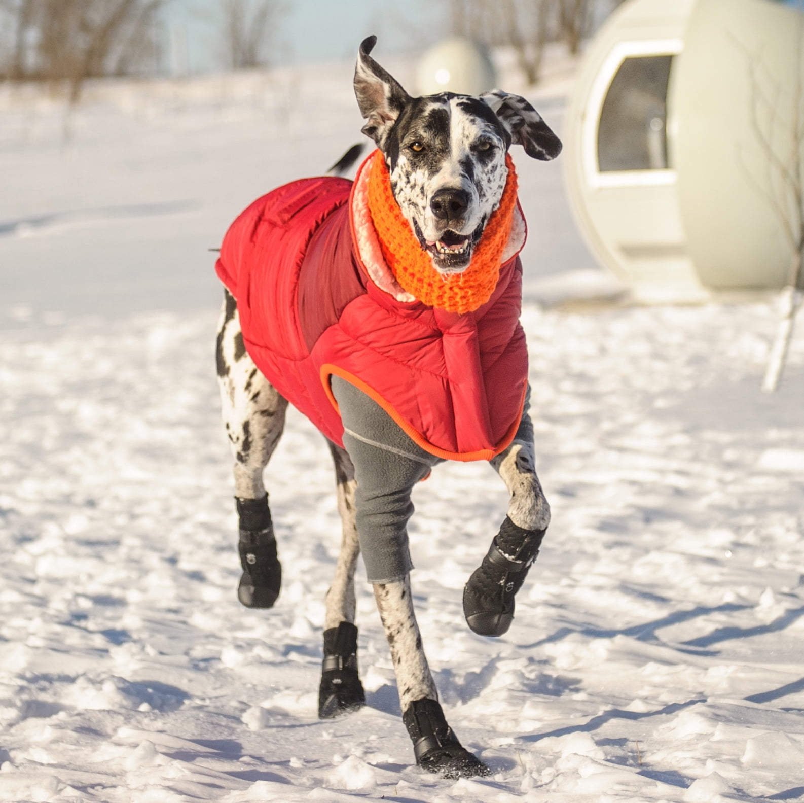 GF PET Scout Dog Jacket Winter Apparel Sport Style Elastofit Windproof Waterproof for Small Medium Large Dogs Pets, Red, 2XL