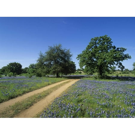 Dirt Road Through a Meadow of Flowering Texas Bluebonnets, Lupinus Texensis, Hill Country, Texas Print Wall Art By Adam