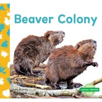 Beaver Colony