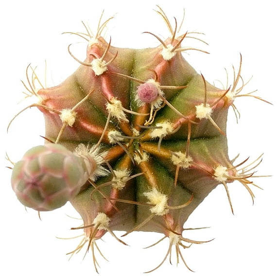 Britton And Rose Cactus, Cactus Gift Décor Ideas - 3 inch Clay Pot