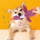 thumbnail image 4 of Juguete indestructible para perros de razas medianas pequeñas | Juguete para morder cachorro de peluche chillón | Tela suave y duradera, cuerda, pelotas | Limpieza dental, alivio de la ansiedad, 4 of 9