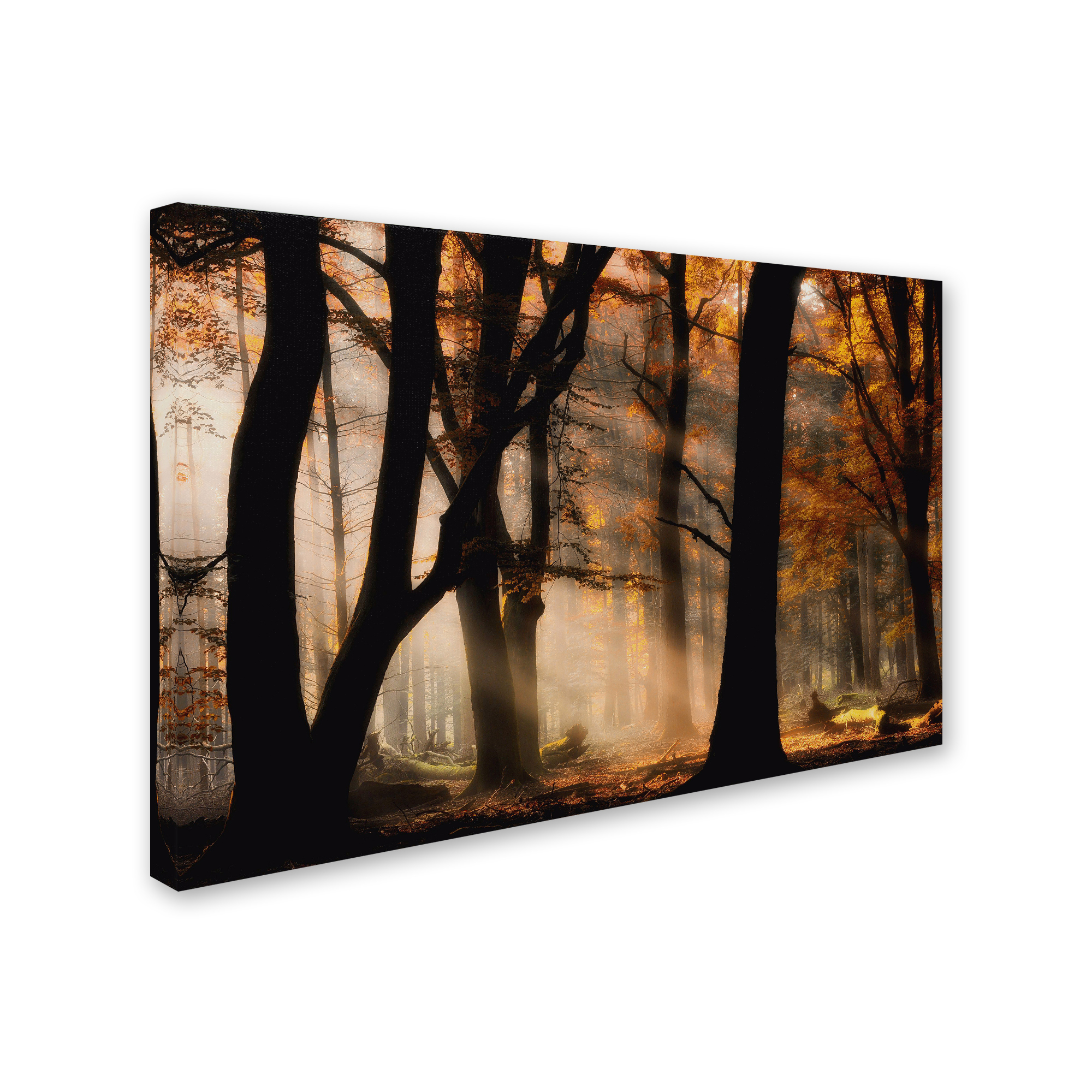 Trademark Fine Art 'Autumn Light' Canvas Art by Jan Paul Kraaij