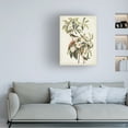 thumbnail image 3 of John James Audubon 'Bachmans Warbler' Canvas Art, 3 of 3