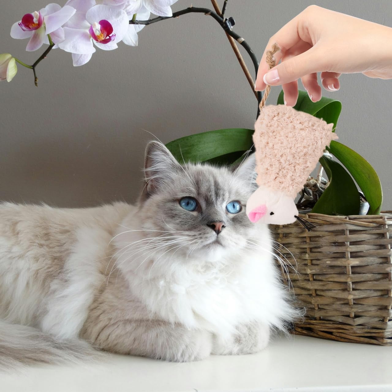 mirlewaiy 3pcs Refillable Catnip Toys for Cats, Refillable Catnip Cat Toy Teething for Puppie Kittens, Cartoon Doll for Kittens Teething and Playtime Fun