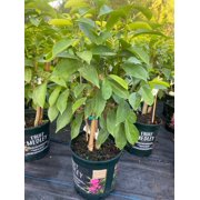 Soursop 'Guanabana' TREE. 3 Gallon pot. Ship to all states